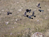 Brewers Blackbirds